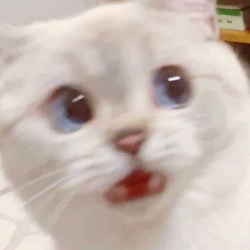 Nimda