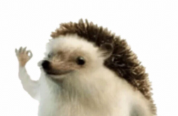 Wizzar